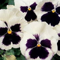 Veilchen Silverbride Swiss riesig Blumensamen Garten Decoration