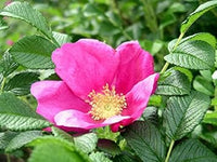 Rosa rugosa rose blume samen for anpflanzung - vibrant colors, heirloom & gmo free samen for home garten
 
 sale samen for anpflanzung in home garten