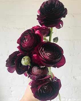 Lila ranunculus blume samen for anpflanzung low maintenance heirloom & gmo free samen for home garten 
 
 sale for anpflanzung in home garten