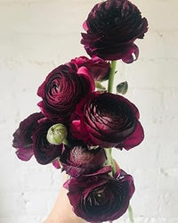 Lila ranunculus blume samen for anpflanzung low maintenance heirloom & gmo free samen for home garten 
 
 sale for anpflanzung in home garten