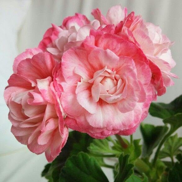 Rosa Gelb Geranie Blumensamen zur Aussaat – farbenfroh Schau – Traditionssorte & ohne Gentechnik Samen Hausgarten