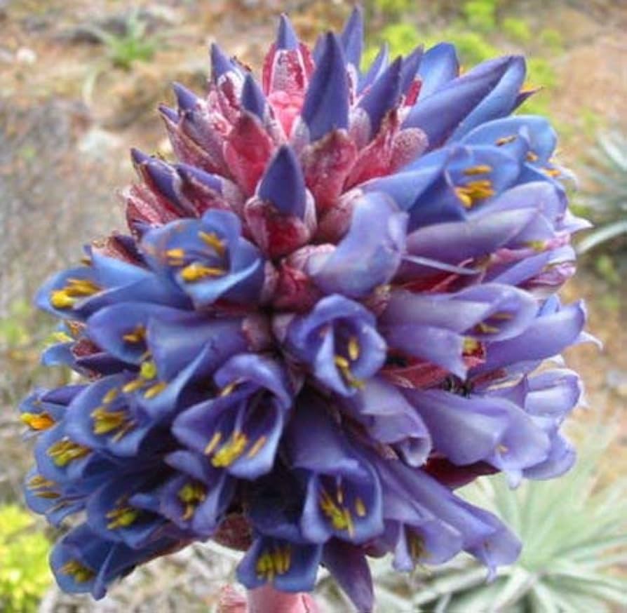 Lila Puya Venusta Blumensamen zur Aussaat – Halbschatten verträglich – Traditionssorte & ohne Gentechnik Samen Hausgarten