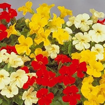 Mimulus luteus blume samen for anpflanzung - drought tolerant, heirloom & gmo free samen for home garten
 
 sale for anpflanzung in home garten.
