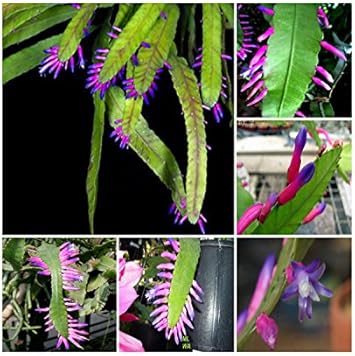 Grün wittia amazonica blume samen for anpflanzung - fragrant blossoms, heirloom & gmo free samen for home garten
 
 sale samen for home garten