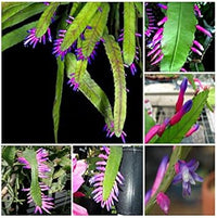 Grün wittia amazonica blume samen for anpflanzung - fragrant blossoms, heirloom & gmo free samen for home garten
 
 sale samen for home garten