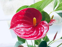 MultiColour Flamingoblume Blumensamen zur Aussaat pflegeleicht Traditionssorte & ohne Gentechnik Samen Hausgarten
