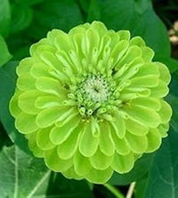 Grün Zinnie Envy Chartruse gefüllt Selection Samen leuchtend Gartenblumen