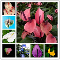 Multi Flamingoblume Blumensamen zur Aussaat saisonal Dauerblüher Traditionssorte & ohne Gentechnik Samen Hausgarten