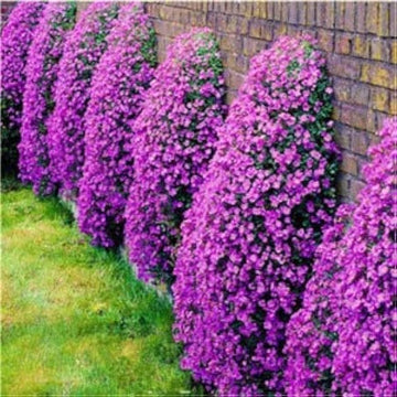 kletternd Thyme Samen