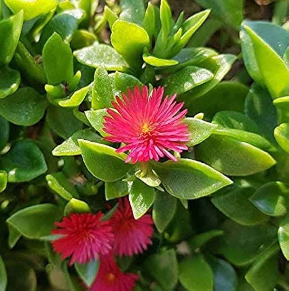 Rose Aptenia Blumensamen zur Aussaat – Anzucht – Traditionssorte & ohne Gentechnik Samen Hausgarten