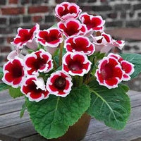 Rot & weiß gloxinia blume samen for anpflanzung - pollinator friendly, heirloom & gmo free samen for home garten
 
 sale samen for anpflanzung in home garten
