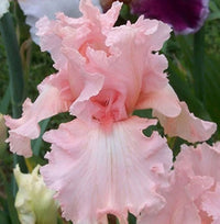 Rosa Iris Samen – Popular mehrjährig Garten Blume – Gorgeous Schnitt Blume
