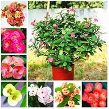 Mixed euphorbia milii hybrid blume samen for anpflanzung - premium quality, heirloom & gmo free samen for home garten
 
 sale samen for home garten