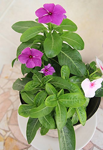 Lila Cascade Blumensamen – duftend Blüten Traditionssorte & ohne Gentechnik Samen Hausgarten