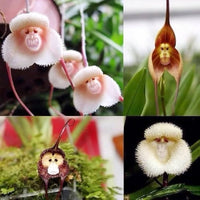 Affengesicht-Orchidee , Dracula Simia Blumensamen