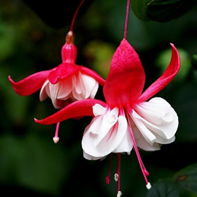 Semillas de fucsia roja de pétalos dobles para siembra, floración estacional y prolongada, variedad tradicional y sin ingeniería genética, semillas para jardín doméstico