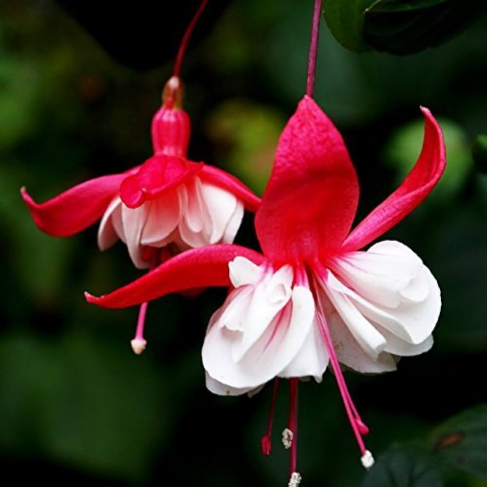 Rot gefüllt Petal Fuchsie Samen zur Aussaat saisonal Dauerblüher Traditionssorte & ohne Gentechnik Samen Hausgarten