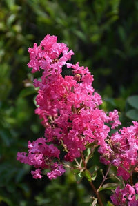Rosa Crape Myrtle Blumensamen zur Aussaat kompakt Wuchs Traditionssorte & ohne Gentechnik Samen Hausgarten