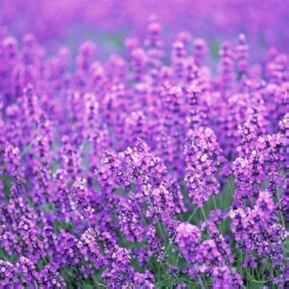 Provence lavender blume samen for anpflanzung - easy to grow, heirloom & gmo free samen for home garten
 
 sale for anpflanzung in home garten.