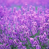 biologisch Lavendel Lavandula angustifolia Bonsai Blumensamen