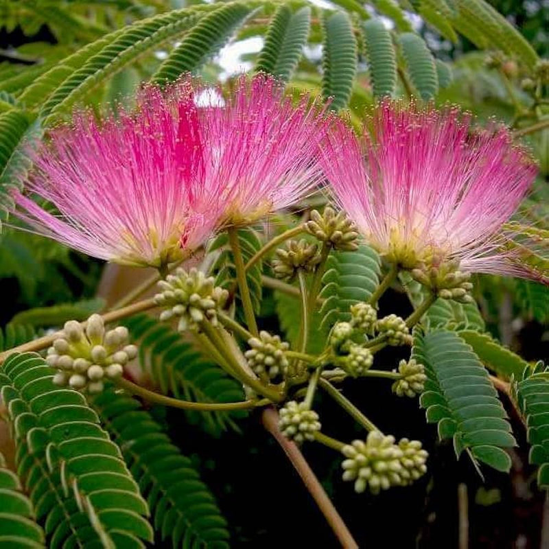Albizia julibrissin samen for anpflanzung: silk tree variety blume