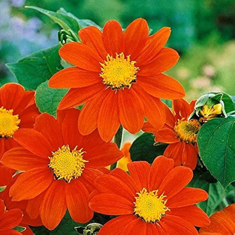 Orange tithonia blume samen for anpflanzung - vibrant colors, heirloom & gmo free samen for home garten
 
 sale for anpflanzung in home garten.