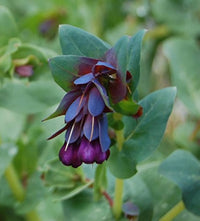 Wachsblumen Samen Mischung fuer Garten