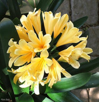 Clivia Samen – selten Clivia Chinese Blumensamen