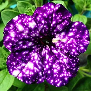 Geranium pelargonium rose blume samen for anpflanzung colorful display heirloom & gmo free samen for home garten
 
 sale for anpflanzung in home garten
