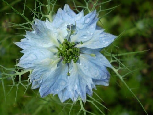 Nigella Love the Mist mehrfarbige Samen leuchtend Garten Blüten