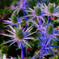 Eryngium Blumensamen zur Aussaat – farbenfroh Schau – Traditionssorte & ohne Gentechnik Samen Hausgarten