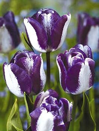 Weiß Lila Tulpe Blumensamen zur Aussaat Halbschatten verträglich Traditionssorte & ohne Gentechnik Samen Hausgarten