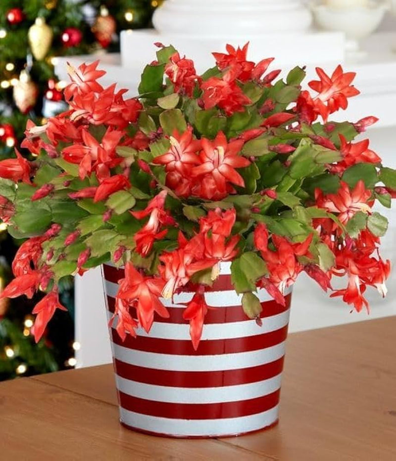 tief Rot Weihnachtskaktus Blumensamen zur Aussaat – hochwertige Qualitäts- – Traditionssorte & ohne Gentechnik Samen Hausgarten