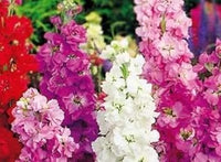 Mixed matthiola incana blume samen for anpflanzung - bright blooms, heirloom & gmo free samen for home garten
 
 sale samen for anpflanzung in home garten