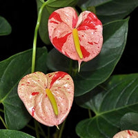 Weiß Rot Flamingoblume Blumensamen zur Aussaat Wildblume Mischung Traditionssorte & ohne Gentechnik Samen Hausgarten