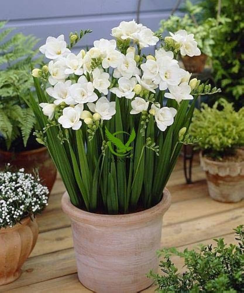 Weiß Freesia für Innenräume Potted Blumensamen