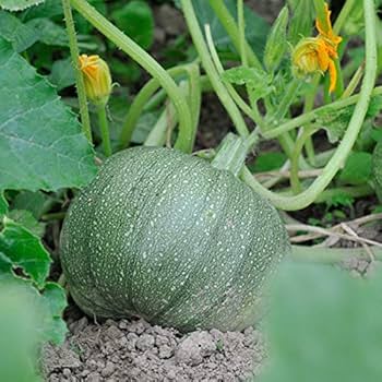 Semi di zucca da orto da piantare