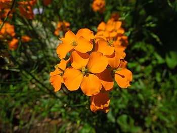 Orange Siberian Wallflower Samen zur Aussaat – leuchtend Blüten