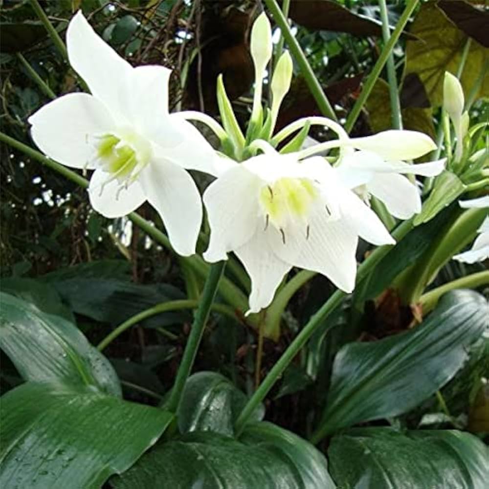 Perfume Lilie Blumensamen duftend – elegant Blüten
