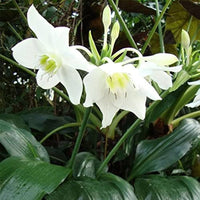 Germer Lilie Cardiocrinum giganteum Samen zur Aussaat mehrjährig Garten shady spots