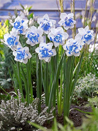 Blau Weiß Daffodils Blumensamen zur Aussaat – farbenfroh Schau – Traditionssorte & ohne Gentechnik Samen Hausgarten