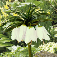 Weiß Imperial Wang Fritillaria Blumensamen zur Aussaat farbenfroh Schau Traditionssorte & ohne Gentechnik Samen Hausgarten