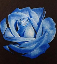 Light blau osiria rose blume samen for anpflanzung - shade tolerant, heirloom & gmo free samen for home garten
 
 sale samen for home garten