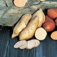 Süße potato gemüse samen aussaat brown weiße