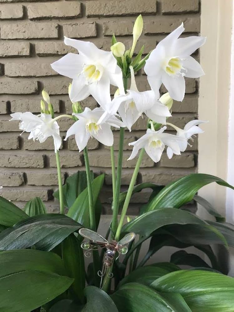 Germer Lilie Cardiocrinum giganteum Samen zur Aussaat mehrjährig Garten shady spots