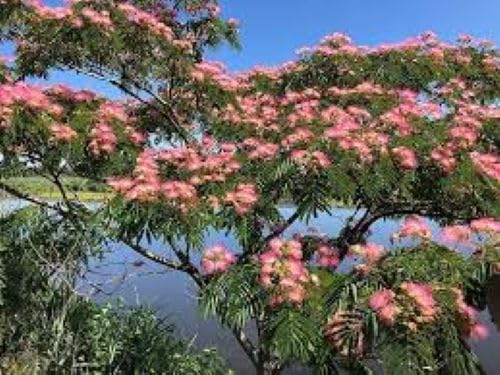 Albizia mimosa silk tree blume samen for diy home gardens
