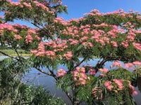 Albizia mimosa silk tree blume samen for diy home gardens