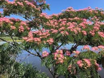 Albizia mimosa silk tree blume samen for diy home gardens