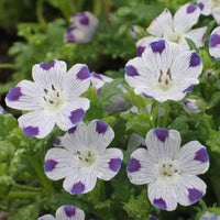 Five Spot Nemophila maculata Blumensamen zur Aussaat Blume Beet und Wildblume Garten