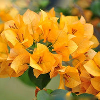 Gelb bougainvillea blume samen for anpflanzung - pollinator friendly, heirloom & gmo free samen for home garten
 
 sale for anpflanzung in home garten.
